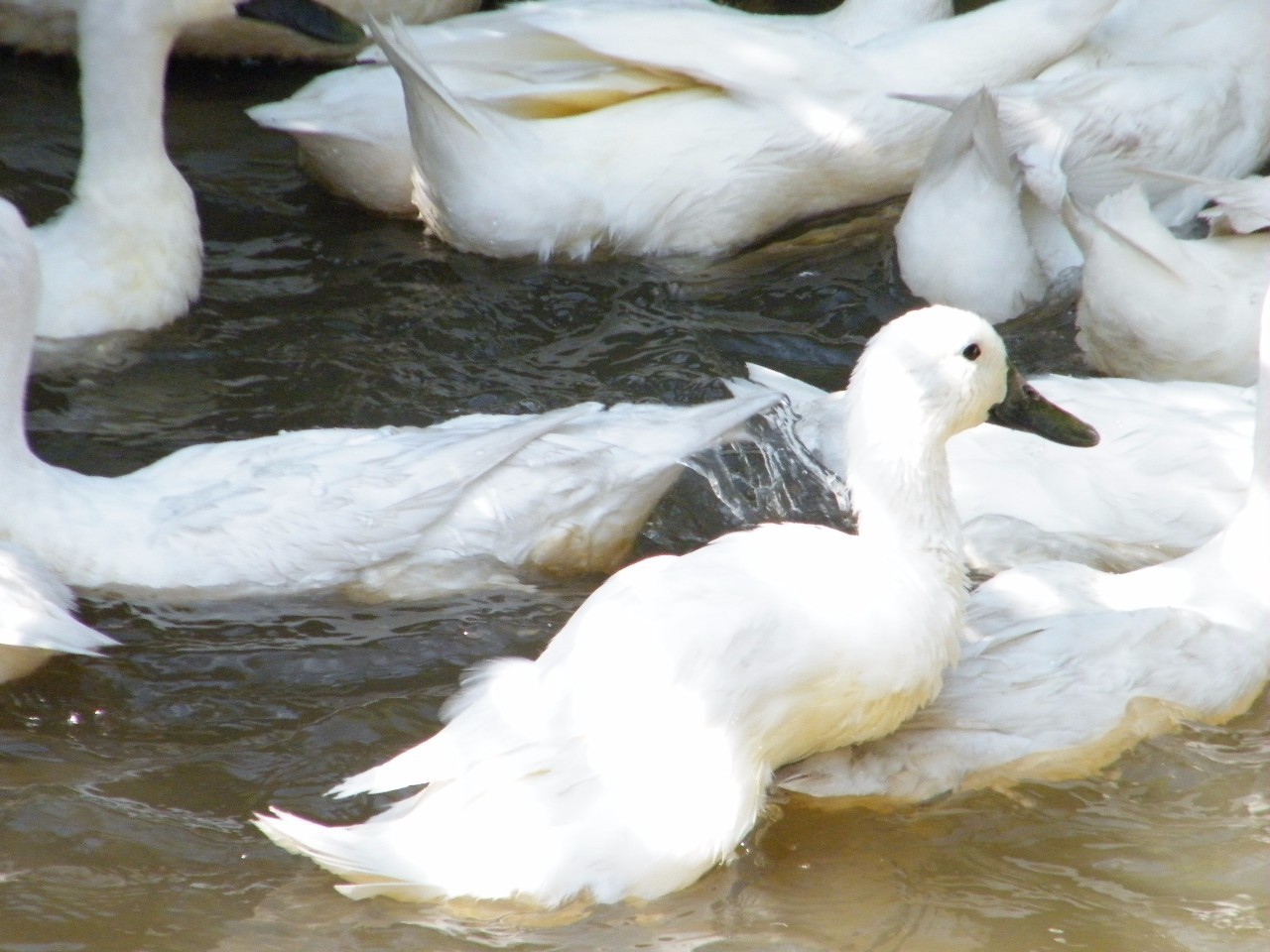 白鹭鸭养殖图片