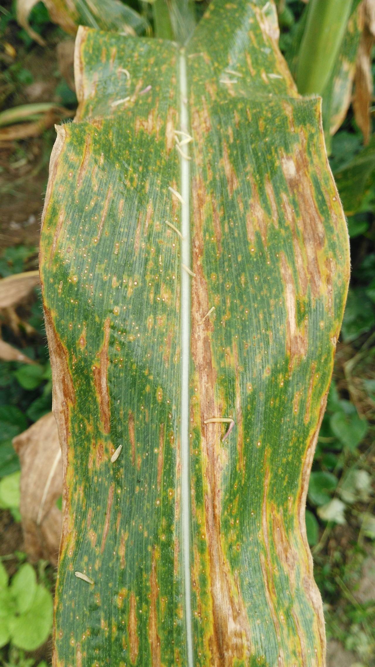 玉米缺磷的症状图片