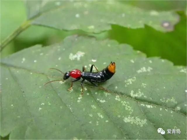 中国最毒的昆虫毒素图片
