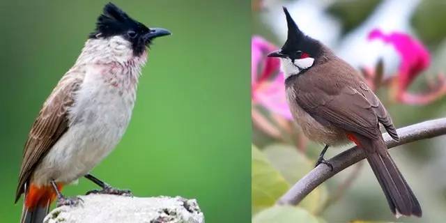 報名| 鳥鳴山更幽——炎炎夏日好去處:飛羽尋蹤入山林!