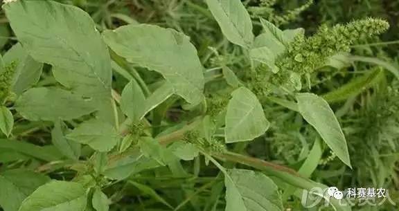 5,反枝莧,莧科,一年生草本,別名:野莧菜4,牛筋草,一年生禾本科植物3