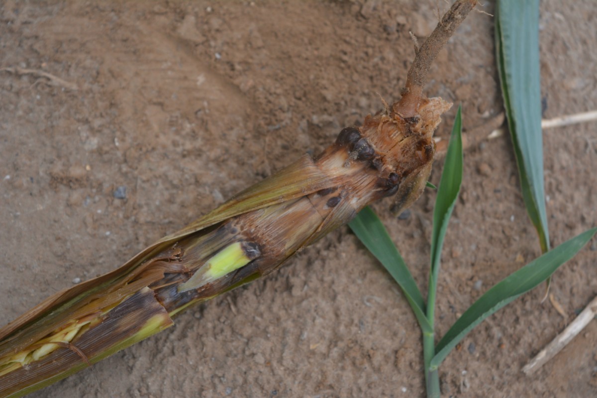 玉米尾孢菌图片