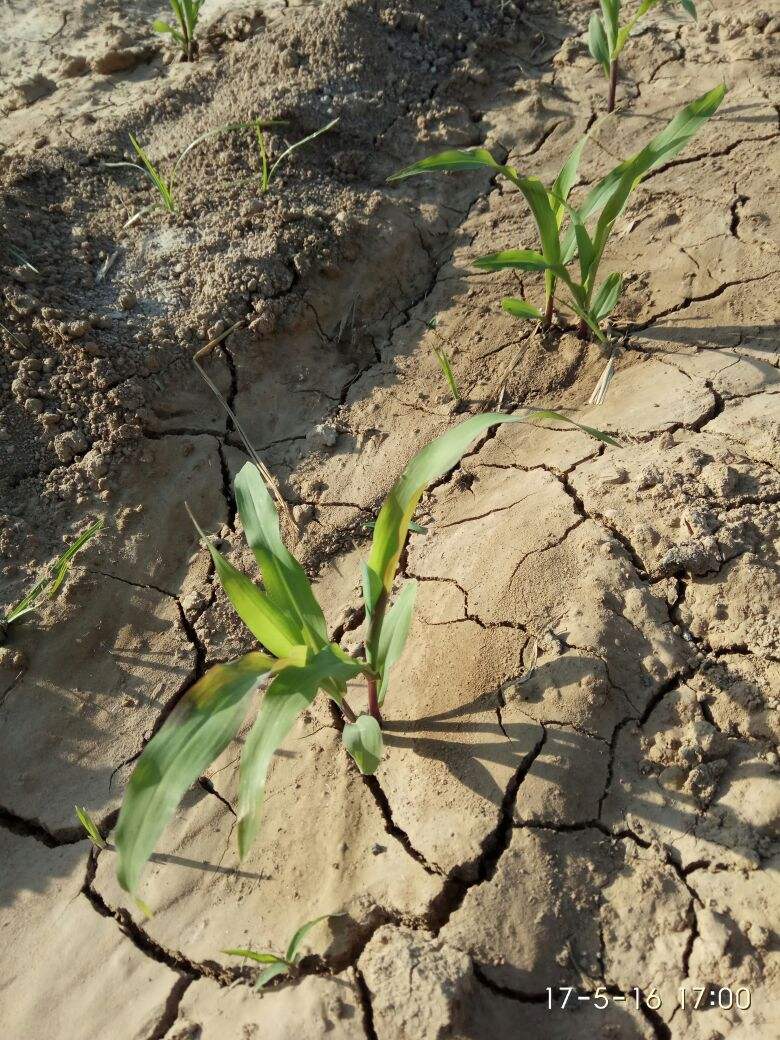 夏天玉米受旱的图片图片