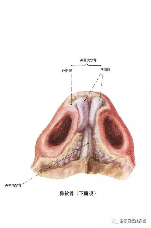 鼻颌缝的解剖位置图片图片