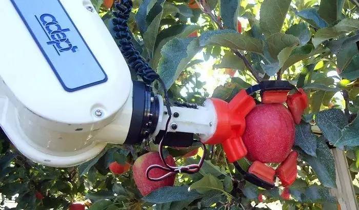 国外农村用机器人摘苹果一小时可以摘一万个能否取代人工