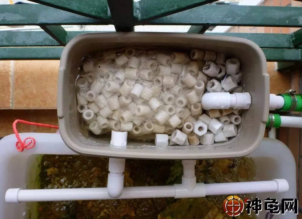 自制龟池过滤水循环图片