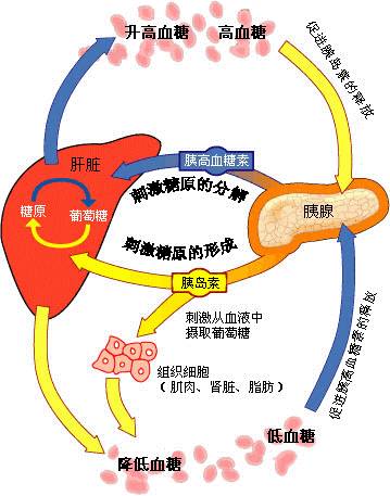 要好好记住哦 机 制 1 胰腺分泌胰岛素过少,分泌胰高血糖素过多 2