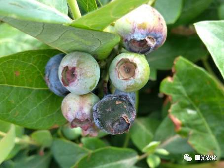 蓝莓灰霉病图片