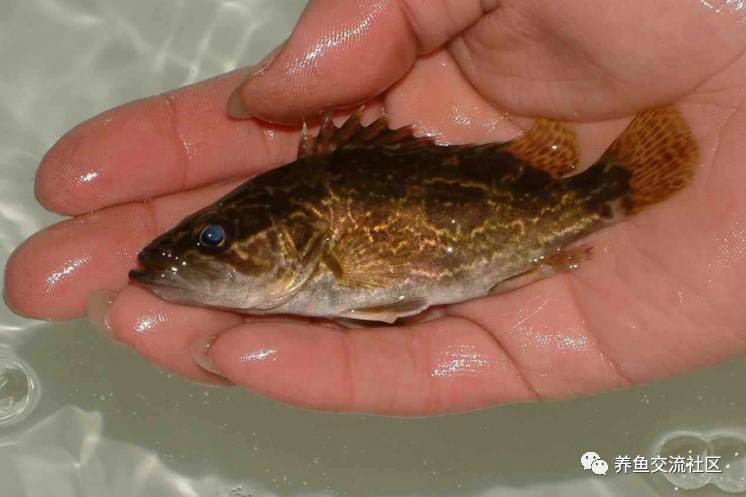 中国鳜鱼种类图片图片