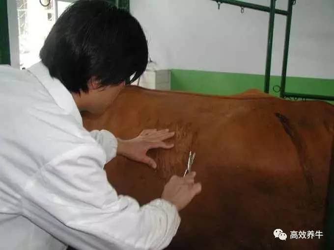 牛瓣胃注射图片