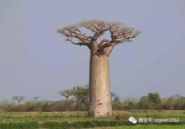 盘点地球上奇特至极的植物