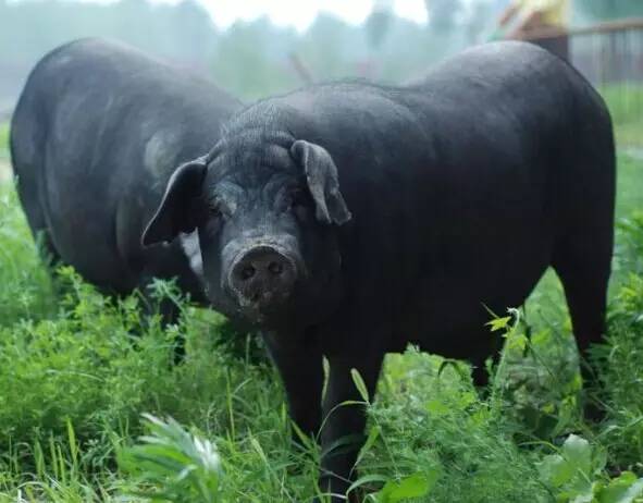 养殖黑猪农户要掌握哪些技术?