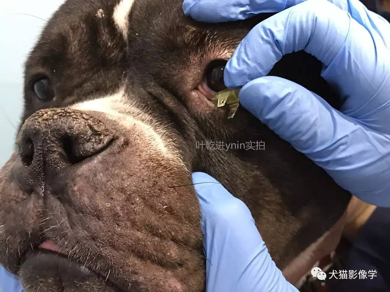 圖解視頻犬貓鼻淚管沖洗技術