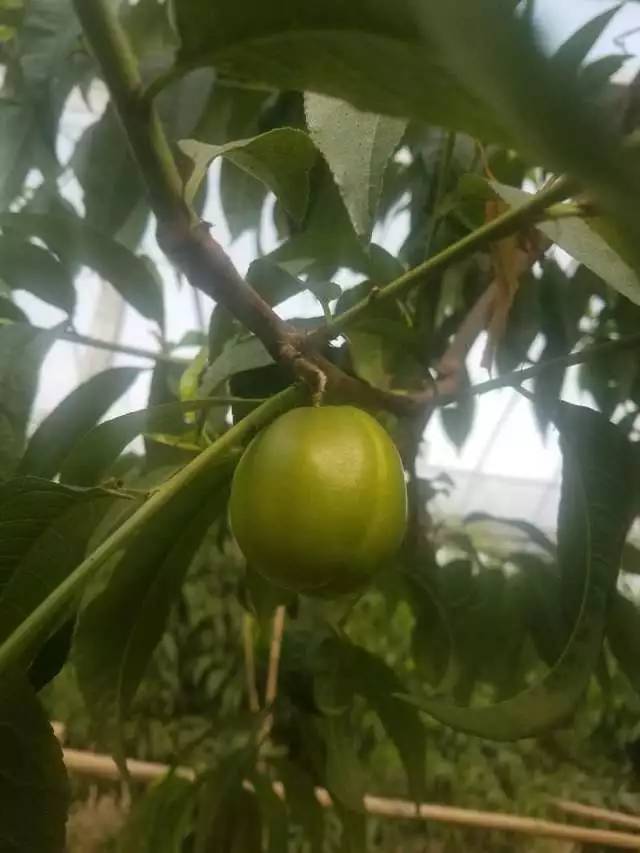 桃情預告-倒計時一週,陽山水蜜桃少量上市,桃粉們嚐鮮開始嘍