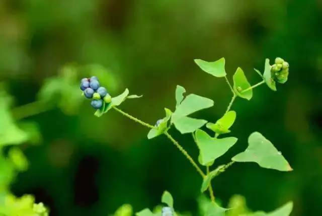 涨姿势 好看又治病的花草,怎么种?怎么用?