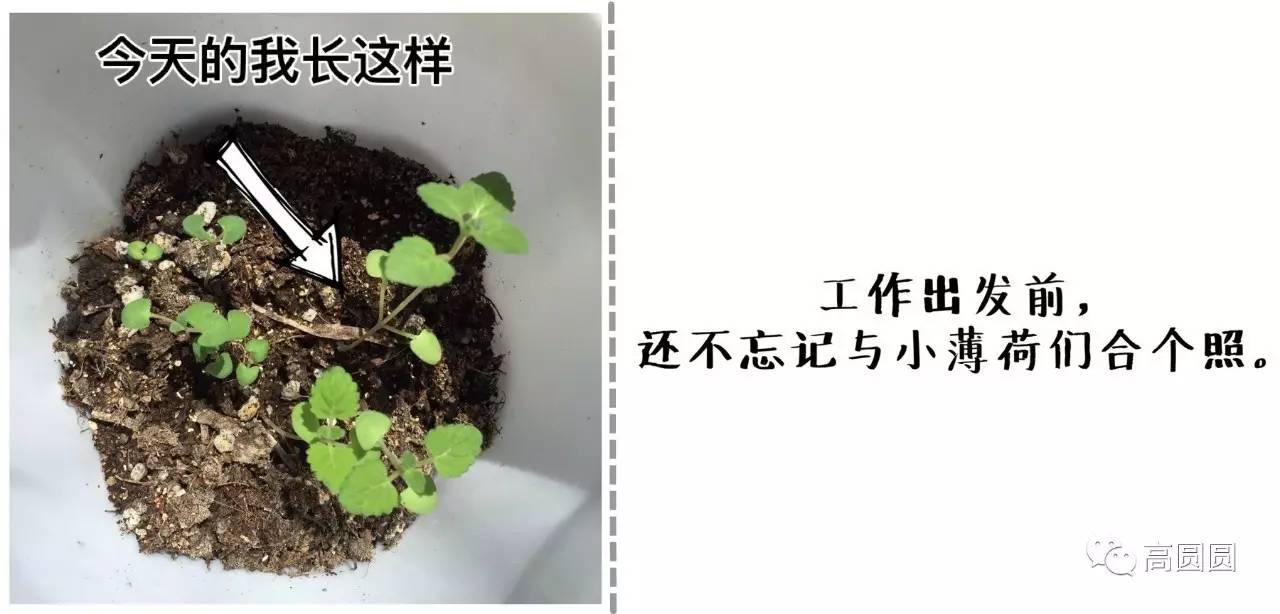 夏日清新丨美圆儿的28天小薄荷生长记