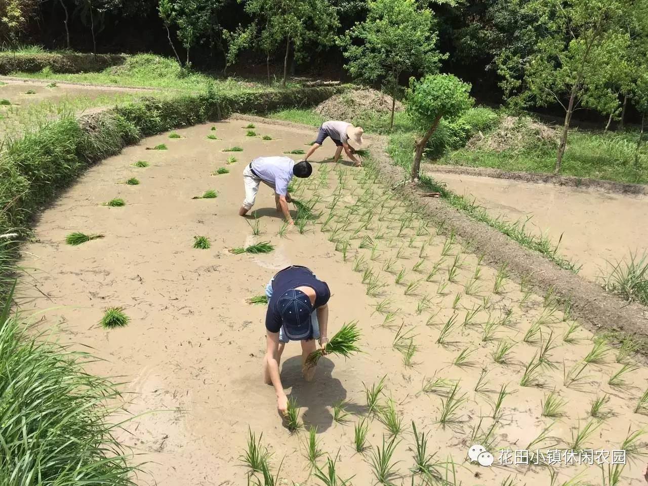 no.3 免費體驗人工插秧