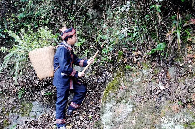 活动预告江华端午将举办中国首届瑶医药节