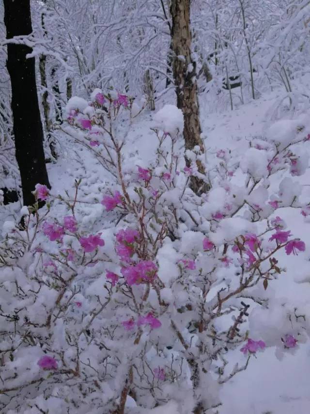 金达莱花长白山图片