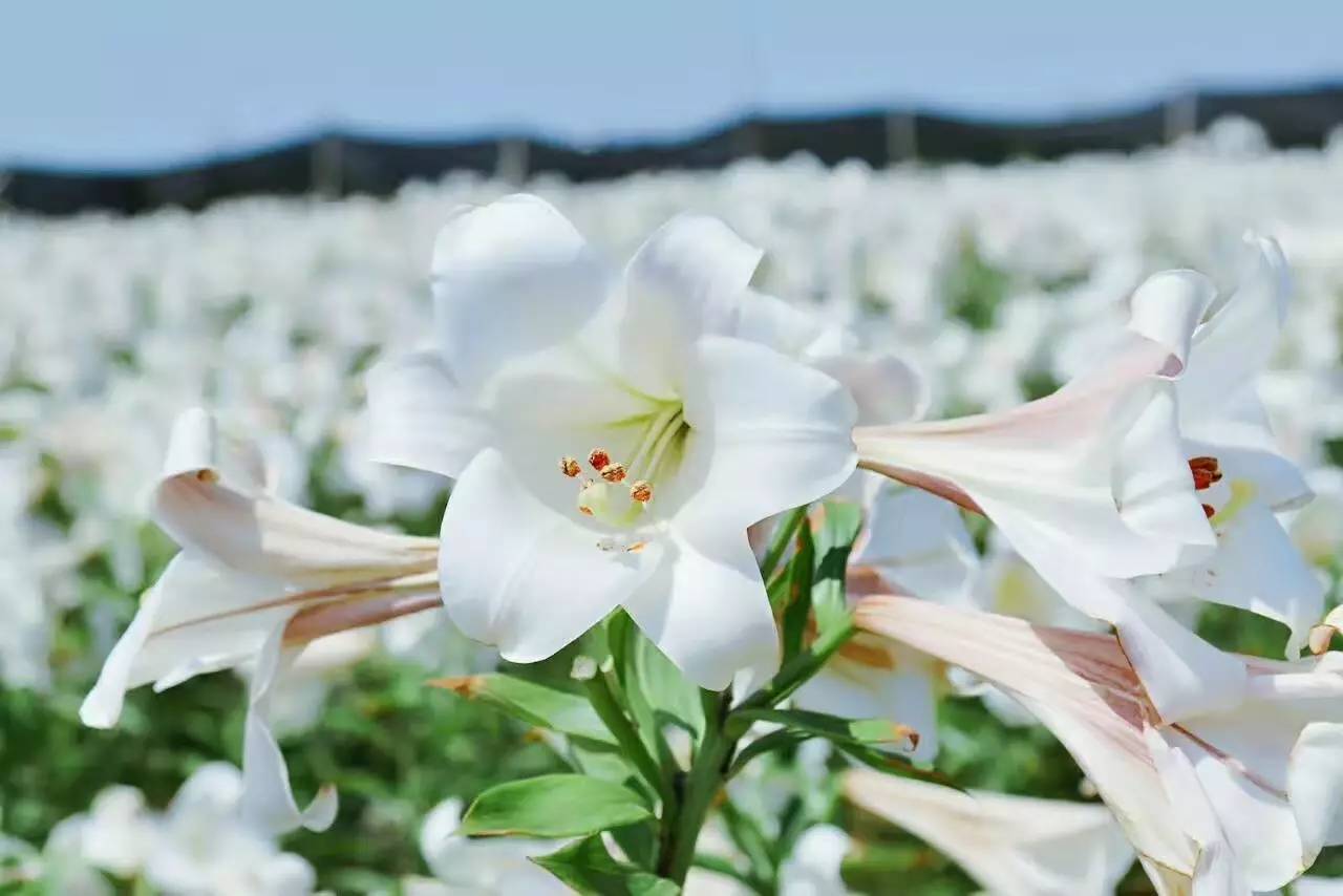 1一100送百合花的含义(送百合花的花语是什么意思啊)