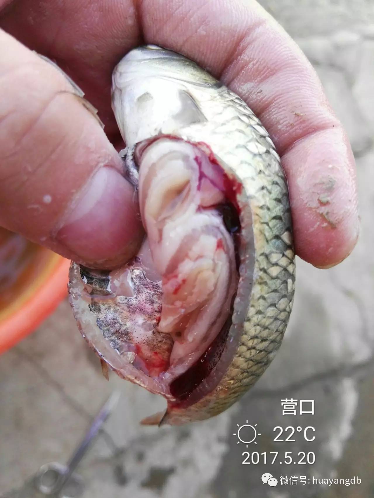 華揚經典案例小草魚氣泡病治療成功案例分享