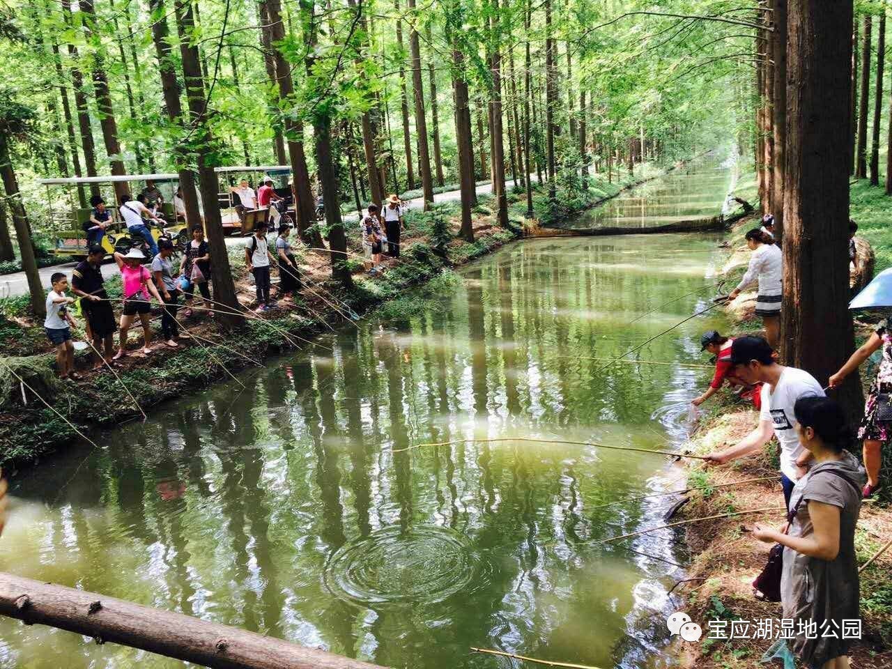 (宝应湖国家湿地公园)为什么要旅游,答案在这里!