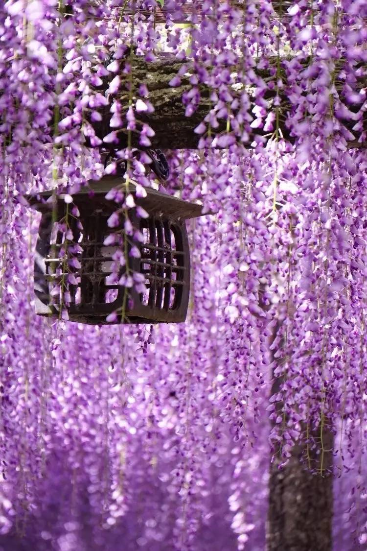 紫藤花园,送你一帘紫色幽梦