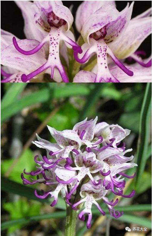 菊飛鴨蘭蜂窩姜冰淇淋鬱金香鬼蘭禾雀花猴面蘭草原煙聖靈蘭花芙蓉花肖