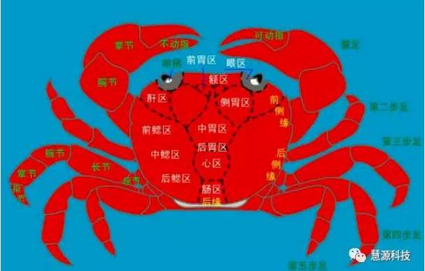 魚,蝦,蟹,小龍蝦及鱉解剖圖收藏貼