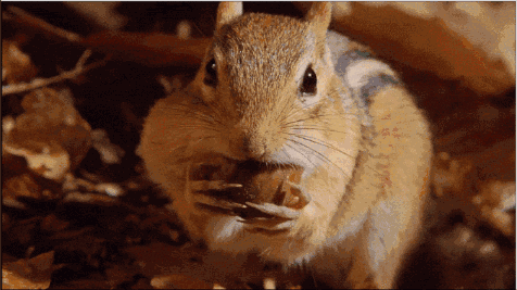花栗鼠吃东西表情包图片