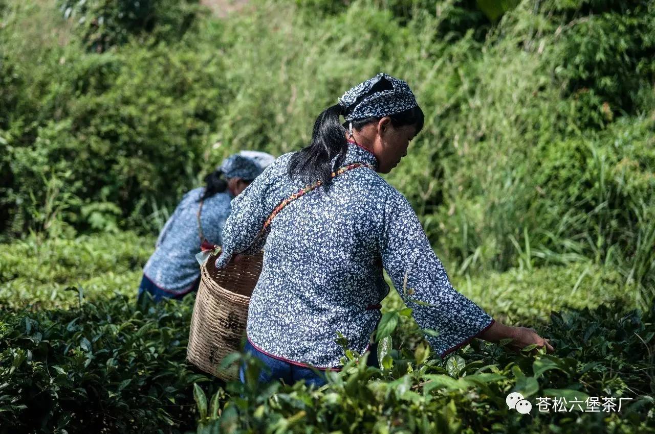 許多來賓還親自上陣,體驗了一把製作六堡茶