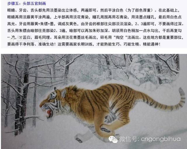 刘晓军工笔虎作品《林海雪原》步骤图