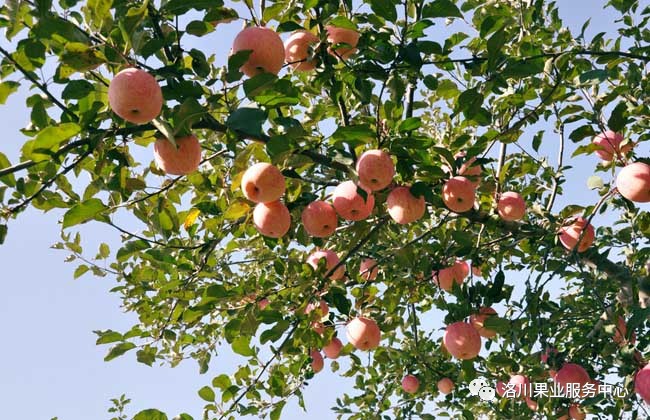 苹果树的寿命有多长?(大家都在收藏)