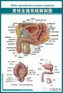 尿道解剖 结构图图片