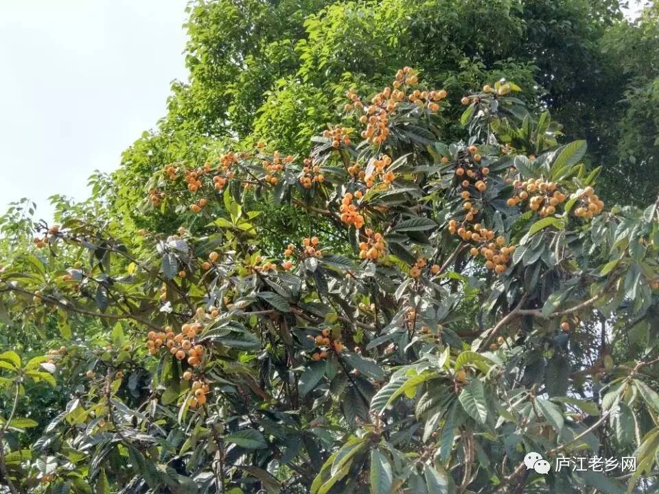 扶貧外傳網紅後的這棵枇杷樹值錢了