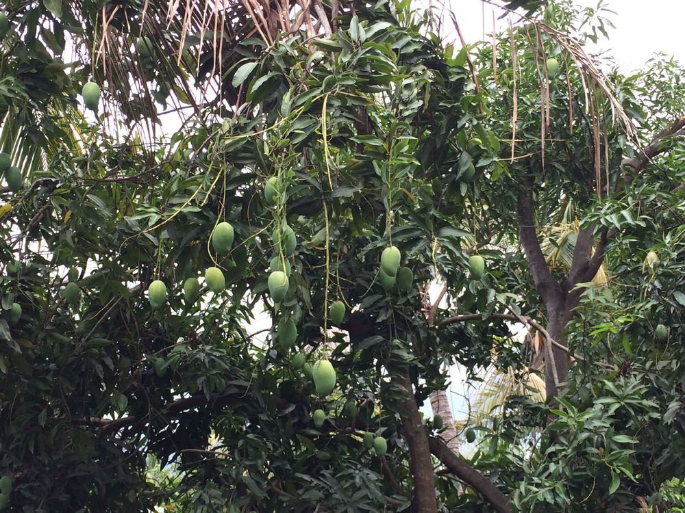 阳春马路边的绿化芒果能不能吃为什么用芒果树做绿化树