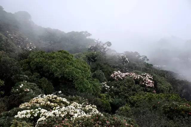 頭條金秀聖堂山的變色杜鵑花開了美爆就在柳州附近