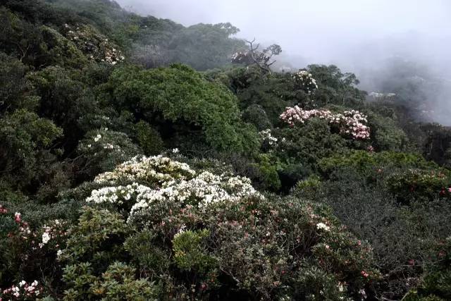 頭條金秀聖堂山的變色杜鵑花開了美爆就在柳州附近