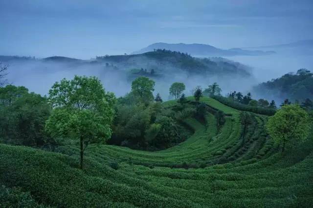 2017,我要去那最美的茶山看看!