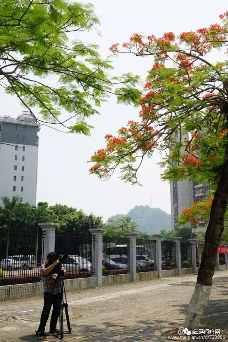 雲浮市花鳳凰花開絢麗如火美翻天了