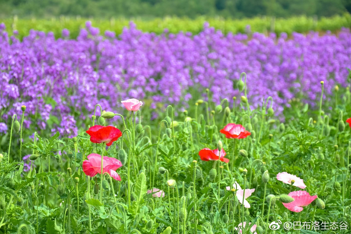 紫色花田守候着一片林木,微醺的浪漫看醉了赏花之人.