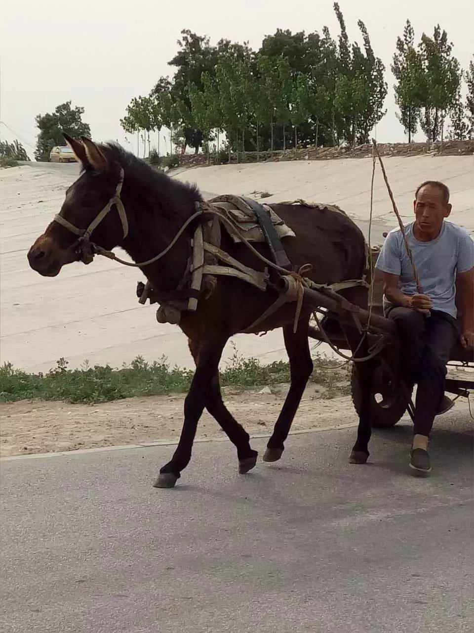 骡子拉车图片