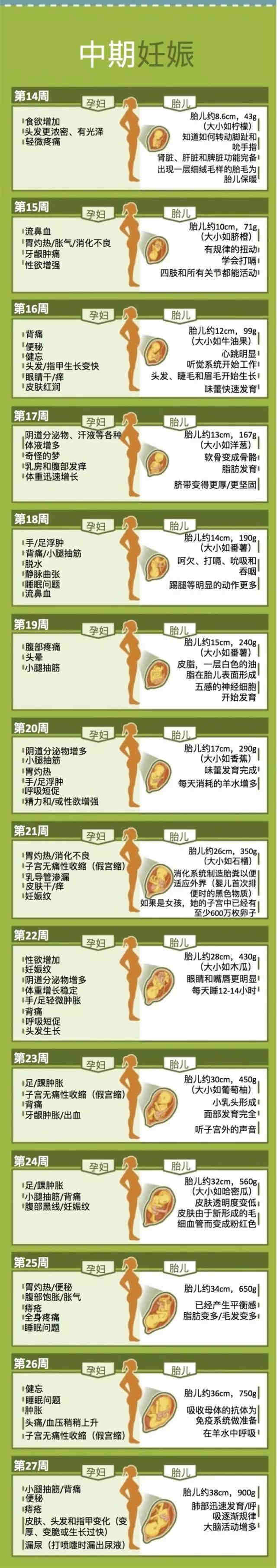 子宫大小与孕周对照表图片