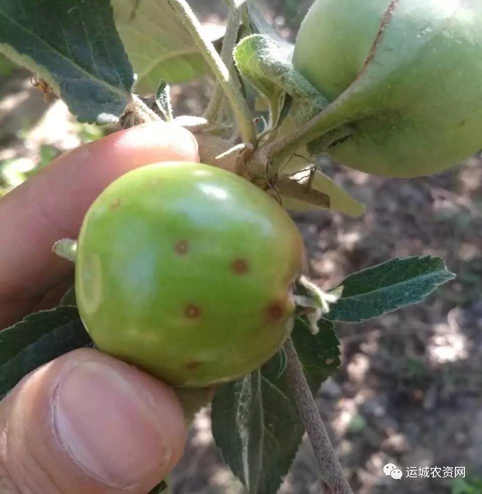 近日,不断有果农咨询, 果实上一种病害:苹果果面上有很多红晕圈,圈内