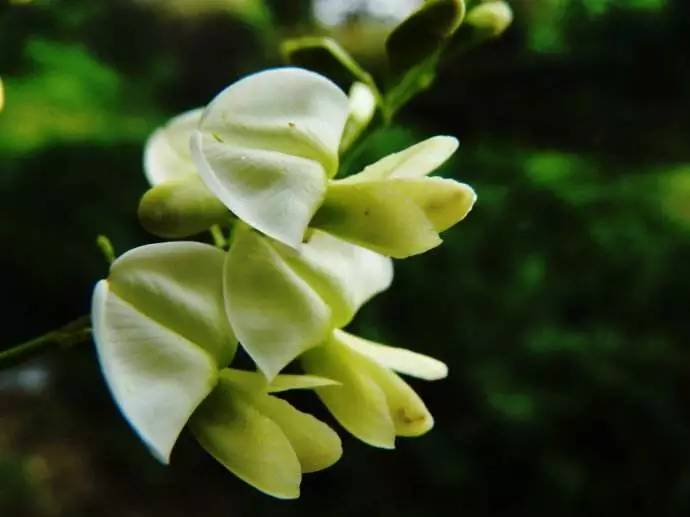 高脚蝶形花冠的植物图片
