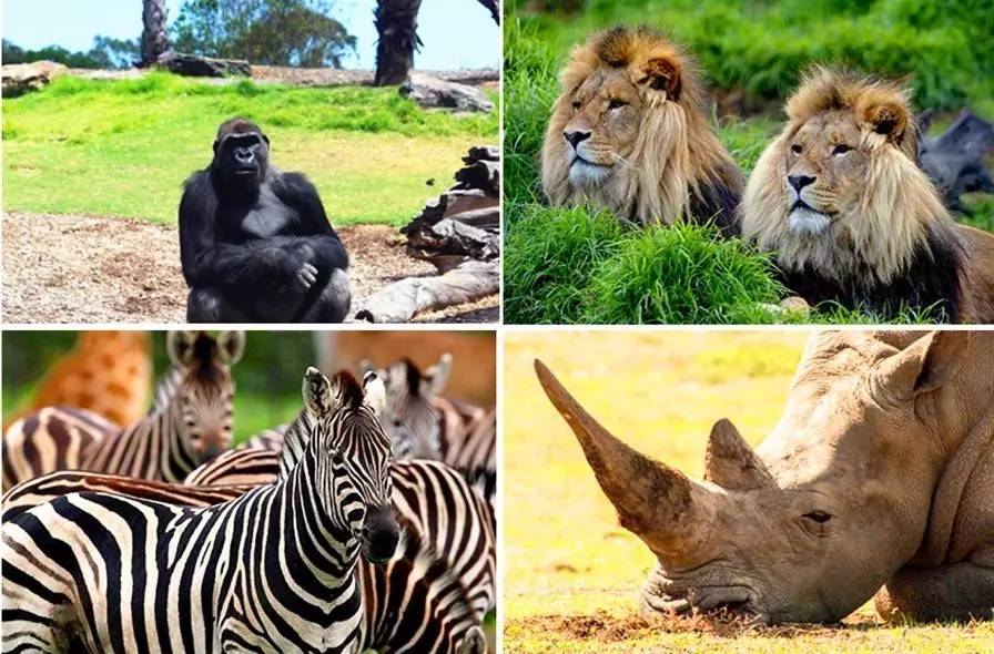 在華勒比野生動物園,可以搭乘刺激的探險大巴,穿越草原,越過河谷,和