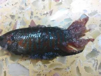 斗鱼长肉瘤图片图片