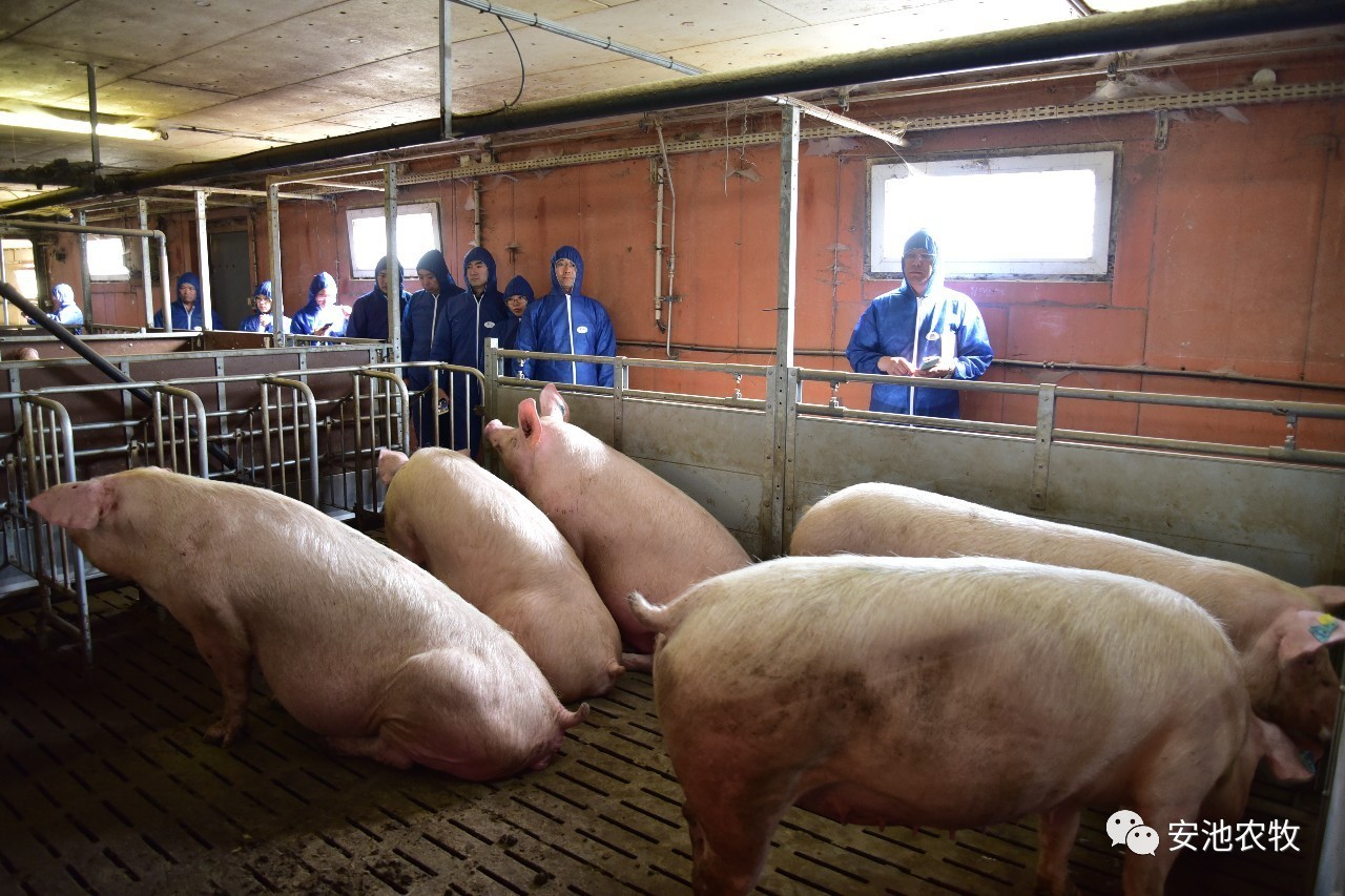 在种养结合的规模猪场,我们就两国在养殖过程的各个环节,进行深入的