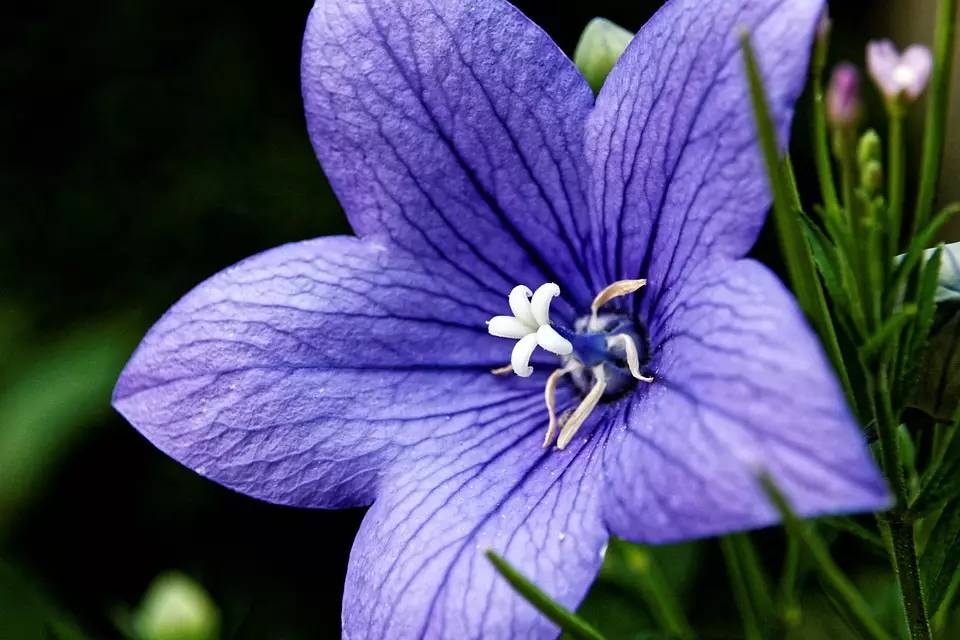 蝶形花冠的花图片