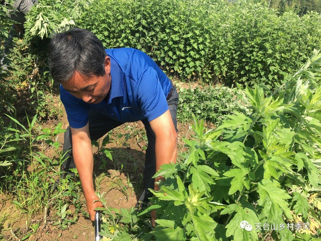 天台山艾葉大批量採收